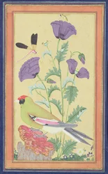 Fringuello, papaveri, libellula e ape, c.1650-70